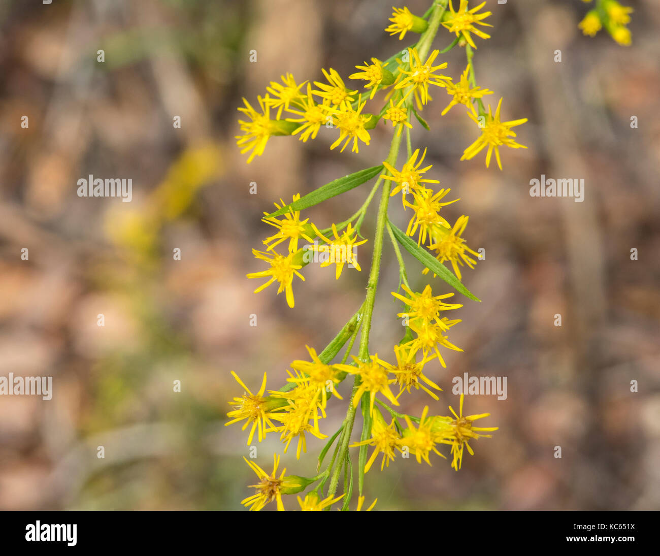 Wand Goldenrod autumn seasonal flowering weed Stock Photo