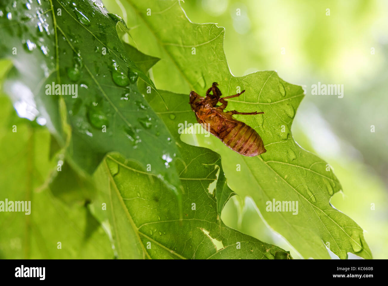 Washington DC,Rock Creek Park,urban park,leaf,cicada,exuviae,exoskeleton,insect,shell,rf DC170525060RF Stock Photo