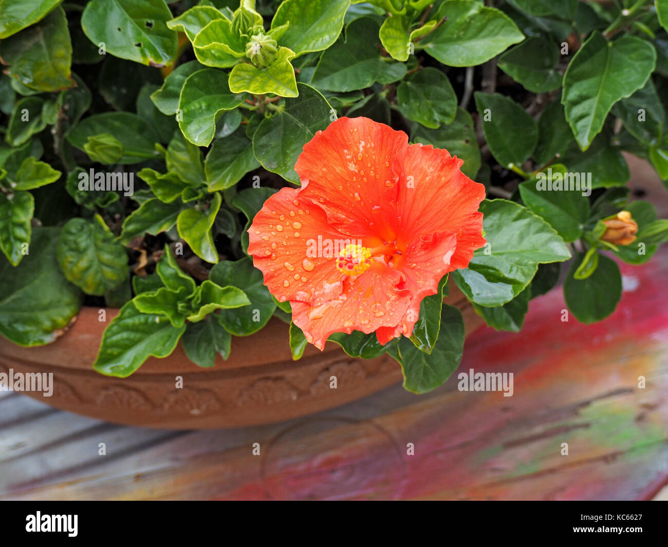 Red & yellow flower of Chinese hibiscus (Hibiscus rosasinensis), China