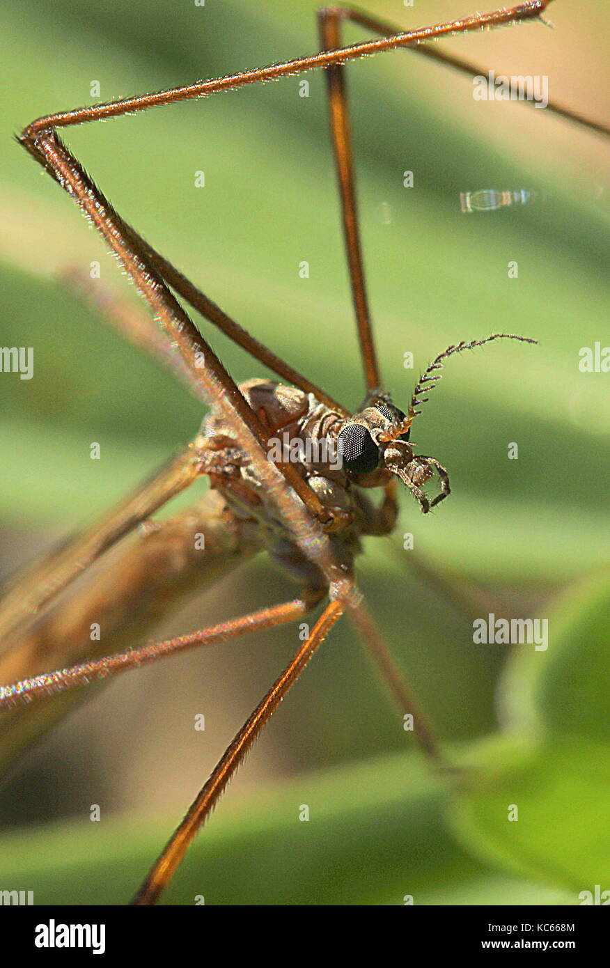 Assorted New Zealand flies Stock Photo Alamy