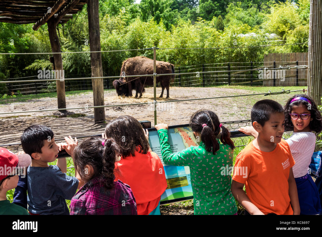 Washington DC,National Zoo,bison,buffalo,exhibit exhibition collection ...
