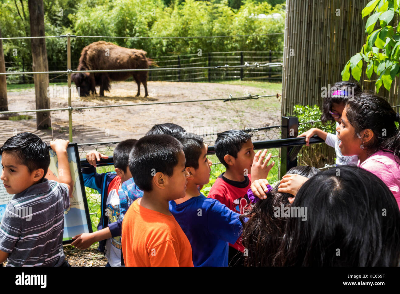 Washington DC,District of Columbia,National Zoo,bison,buffalo,exhibit ...