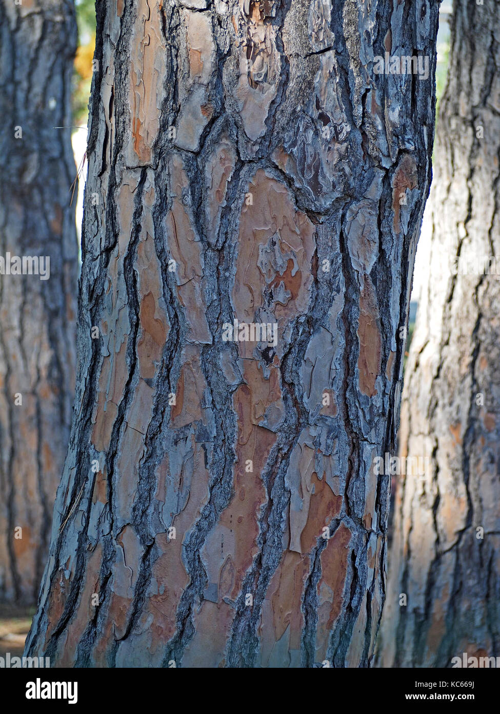 bark pattern of mature Maritime Pine tree in Tuscany, Italy Stock Photo