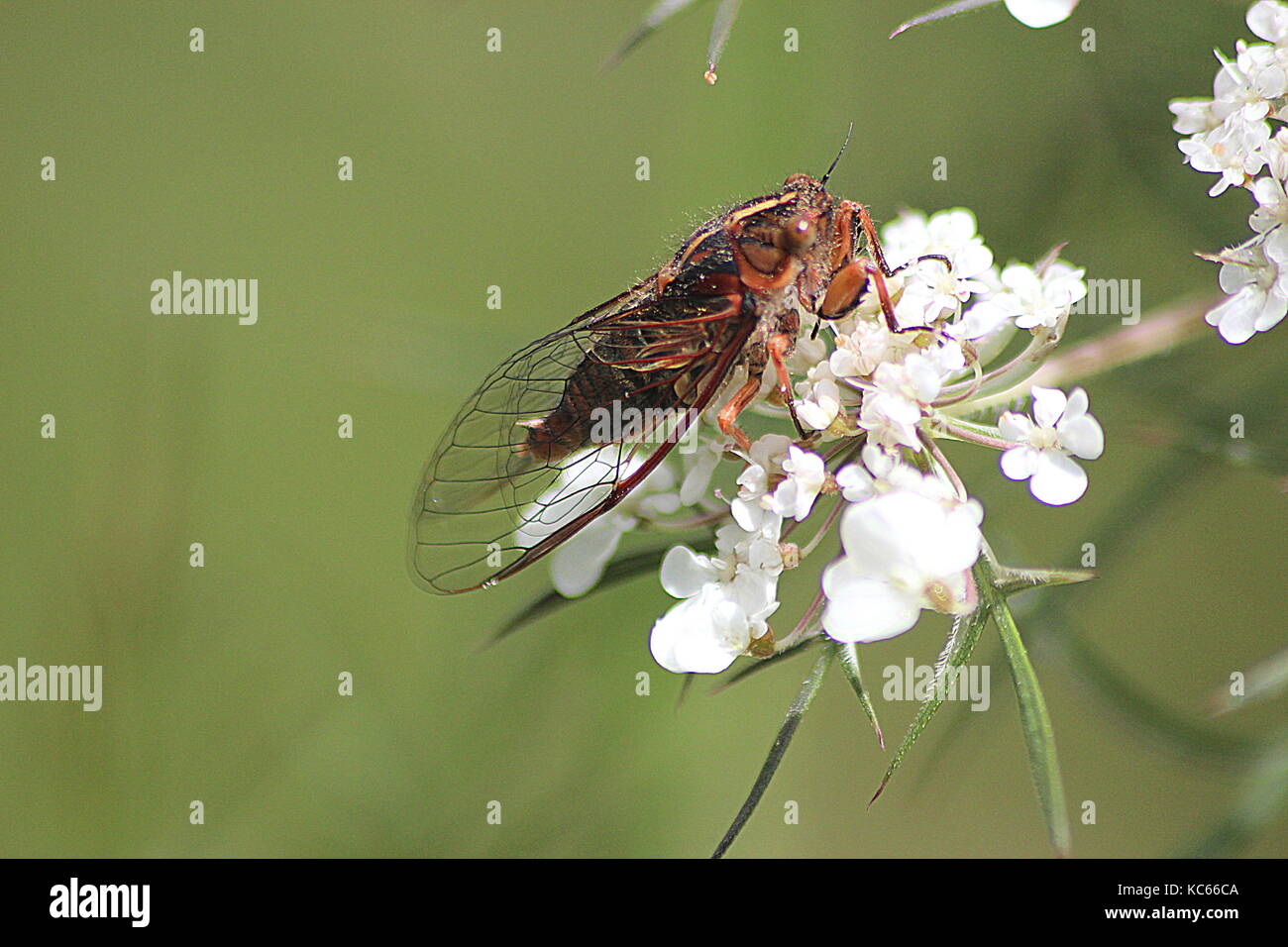 Assorted New Zealand flies Stock Photo Alamy