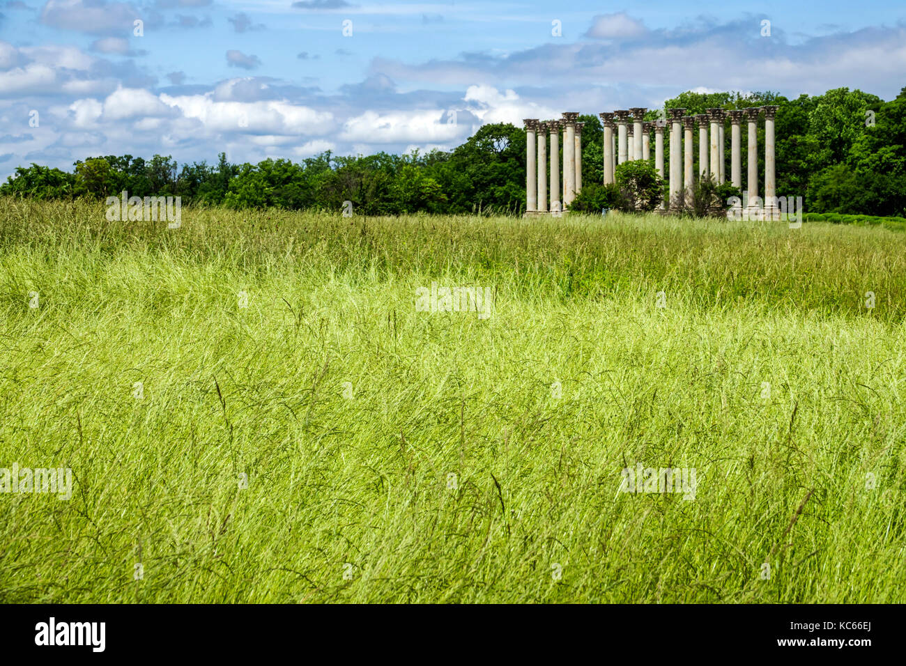 Washington DC,United States National Arboretum,botanical garden,Ellipse Meadow,National Capitol Columns,Corinthian,grasses,DC170525089 Stock Photo