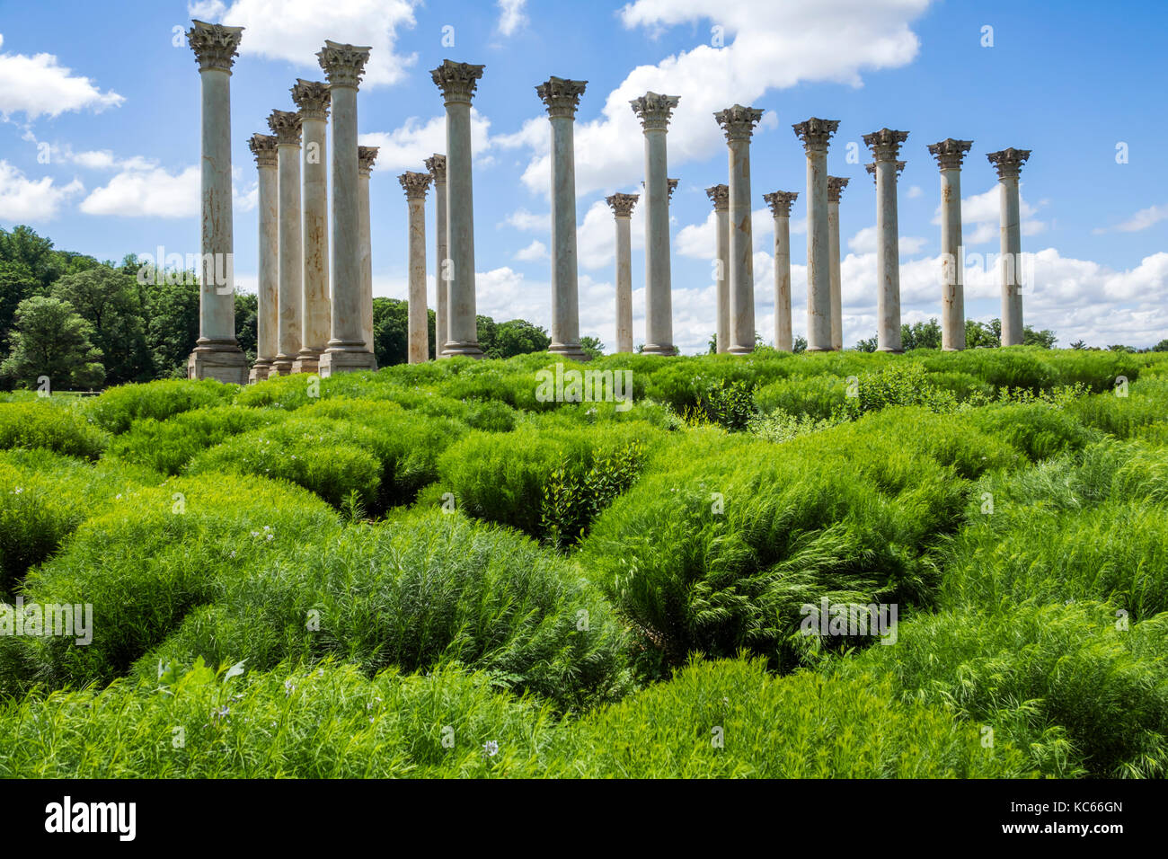 Washington DC,United States National Arboretum,botanical garden,Ellipse Meadow,National Capitol Columns,Corinthian,DC170525094 Stock Photo