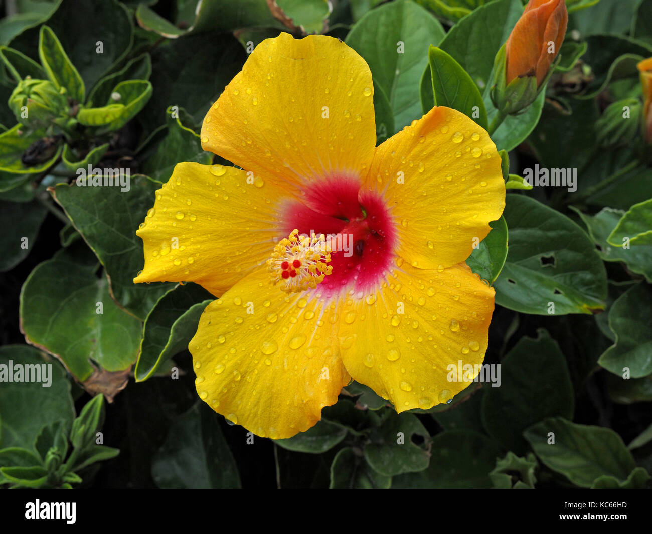 Red & yellow flower of Chinese hibiscus (Hibiscus rosasinensis), China