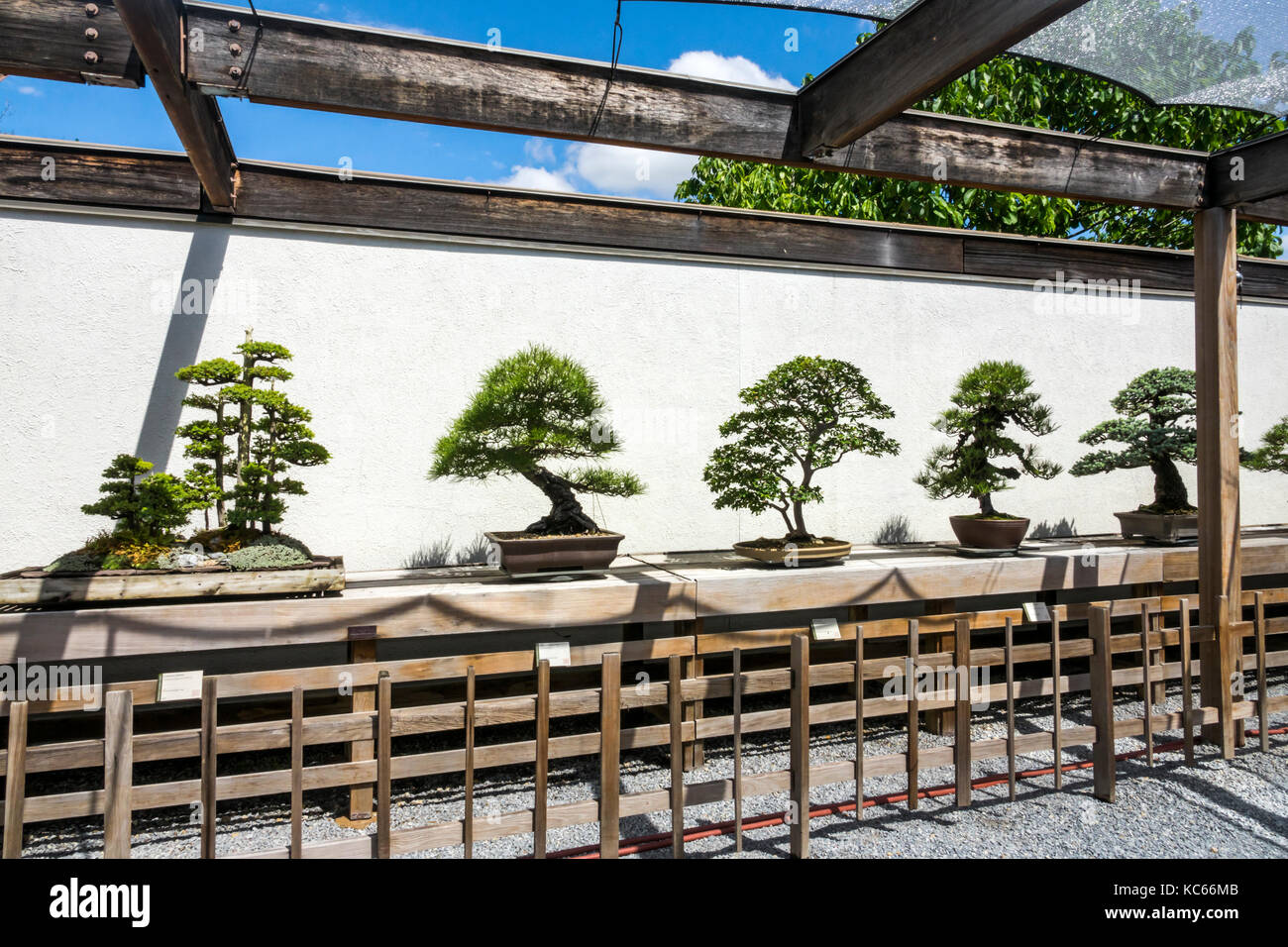 National Arboretum Bonsai High Resolution Stock Photography and Images