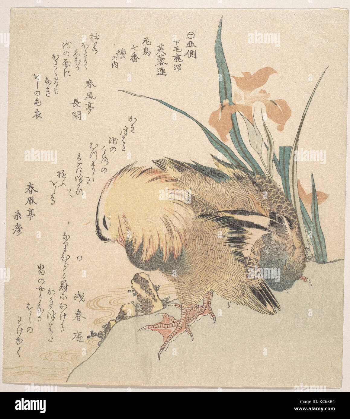 Pair of Mandarin Ducks and Iris Flowers, Kubo Shunman Stock Photo