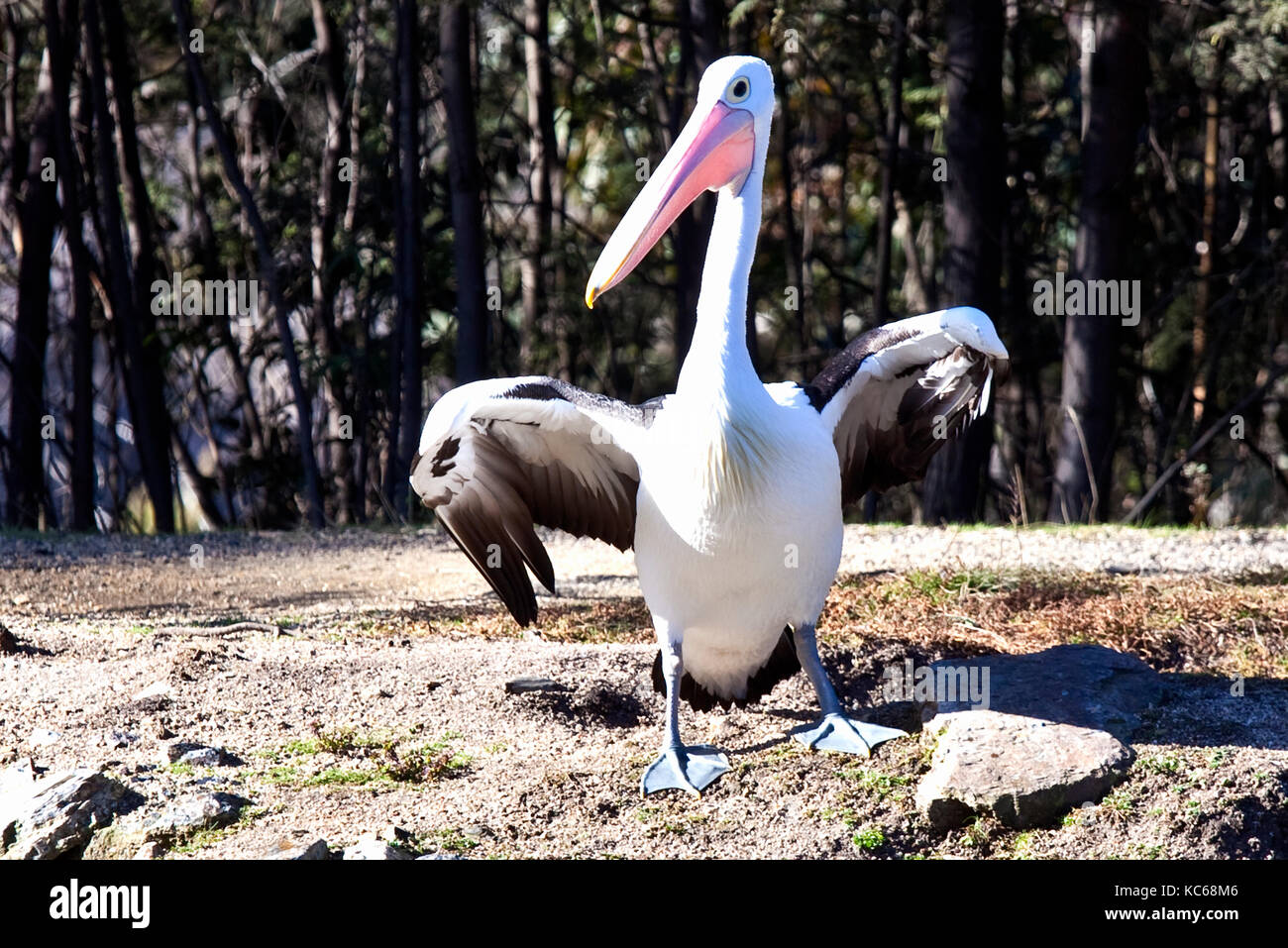 Pelican flexes its wings on lake shore in Australia Stock Photo