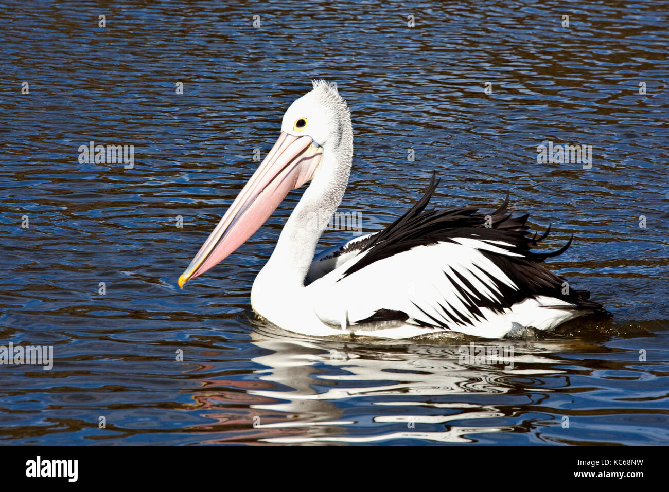 Pelican swimming on lake in Australia Stock Photo