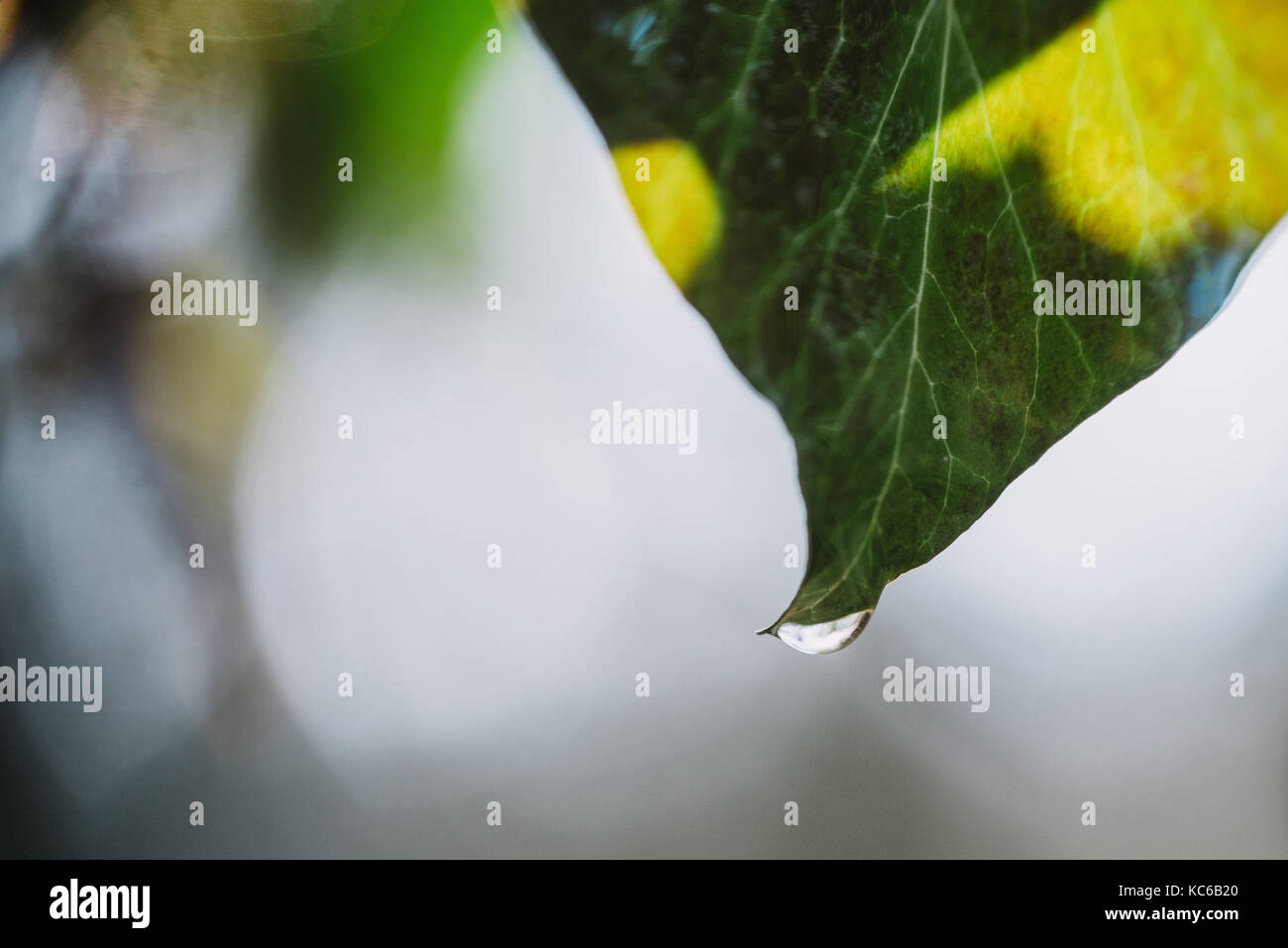 Close up on autumn leaf with water drops and rain Stock Photo - Alamy