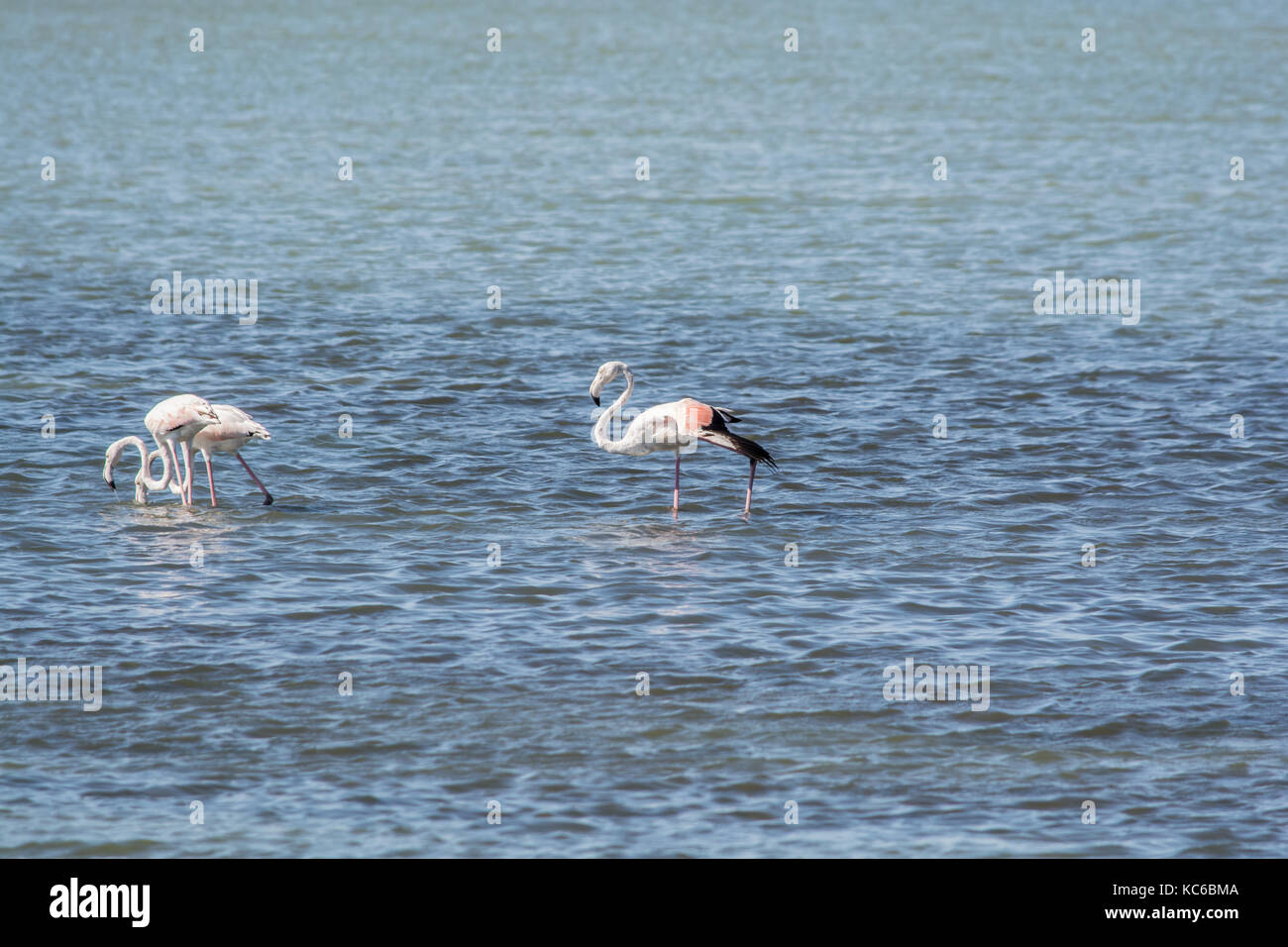 Flamingos at the sea lagoon of Amvrakikos Stock Photo