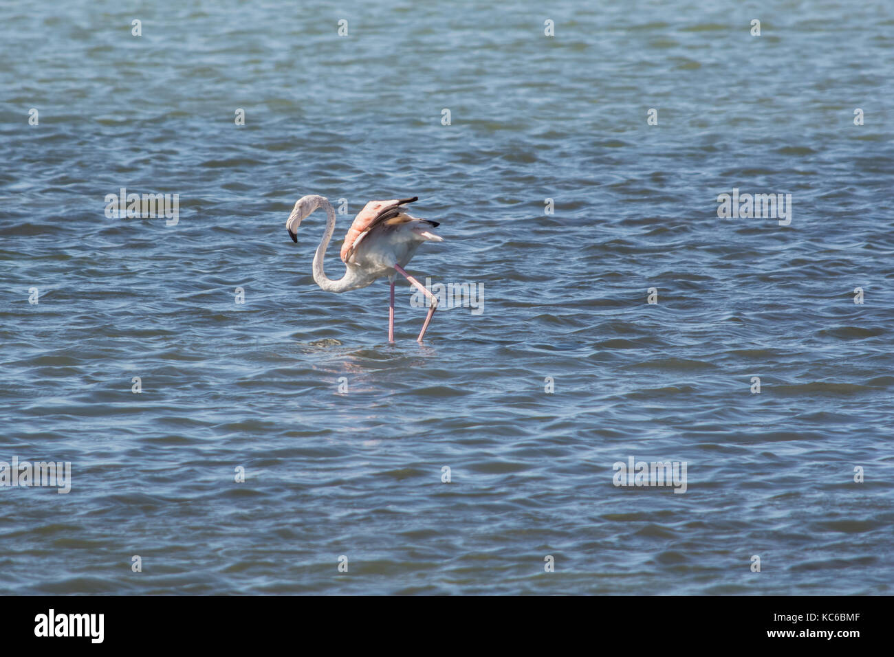 Flamingos at the sea lagoon of Amvrakikos Stock Photo
