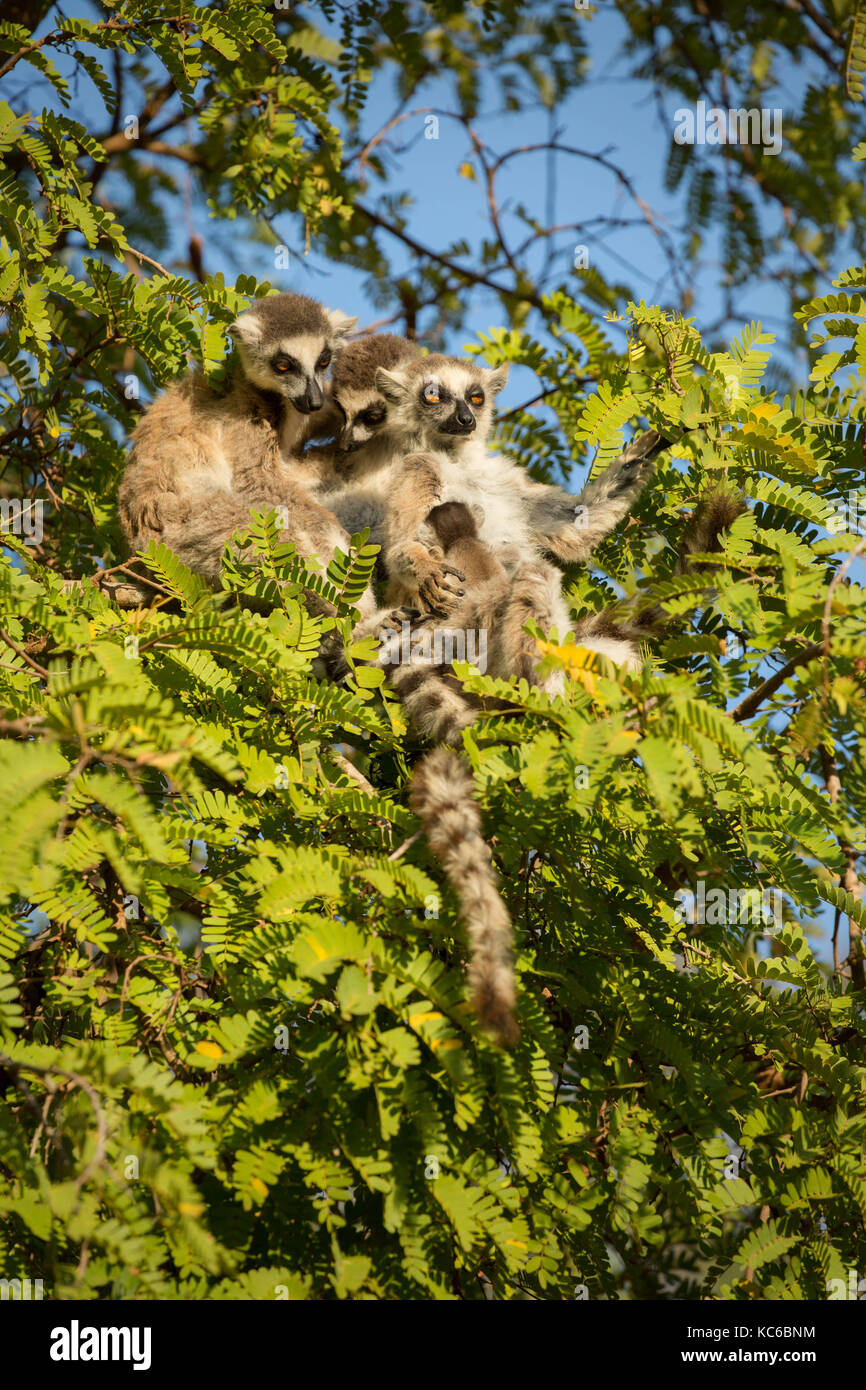 Africa, Madgascar, Berenty Reserve, Wild Ring-tailed lemurs (Lemur catta) endangered, sitting in tree. Stock Photo