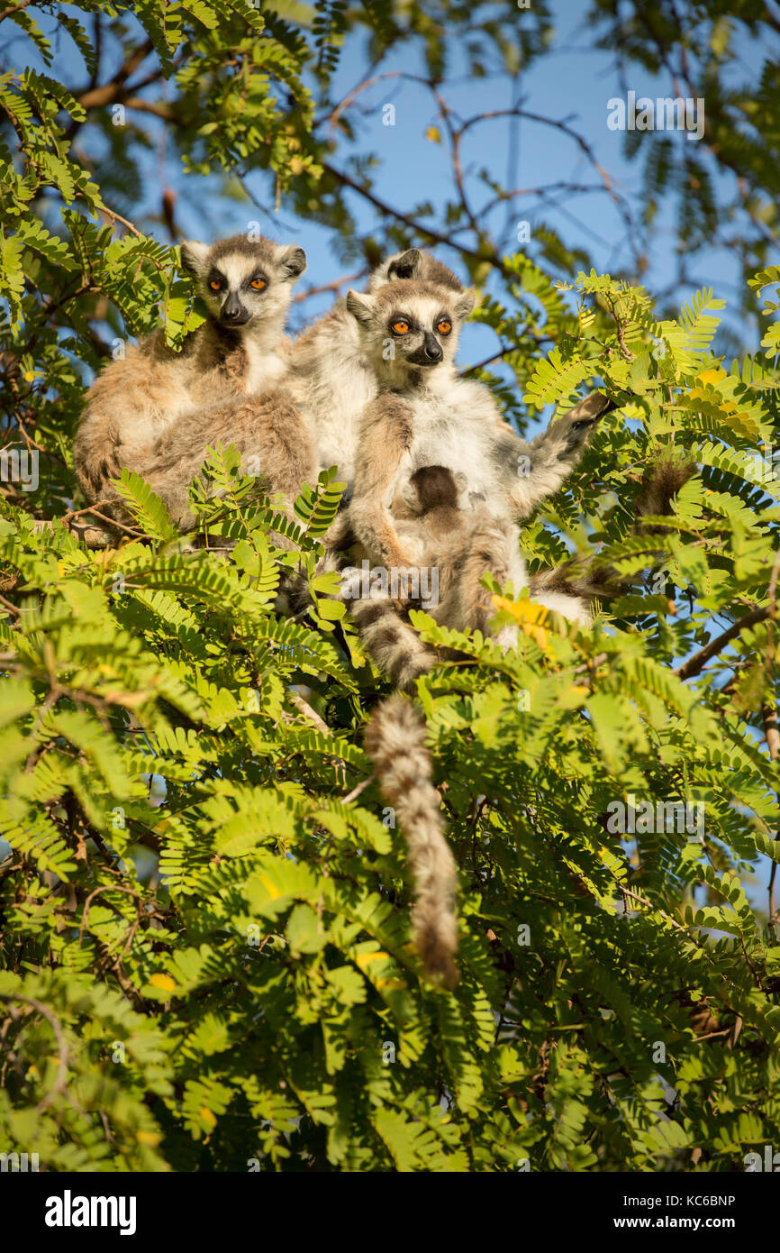 Africa, Madgascar, Berenty Reserve, Wild Ring-tailed lemurs (Lemur catta) endangered, sitting in tree. Stock Photo