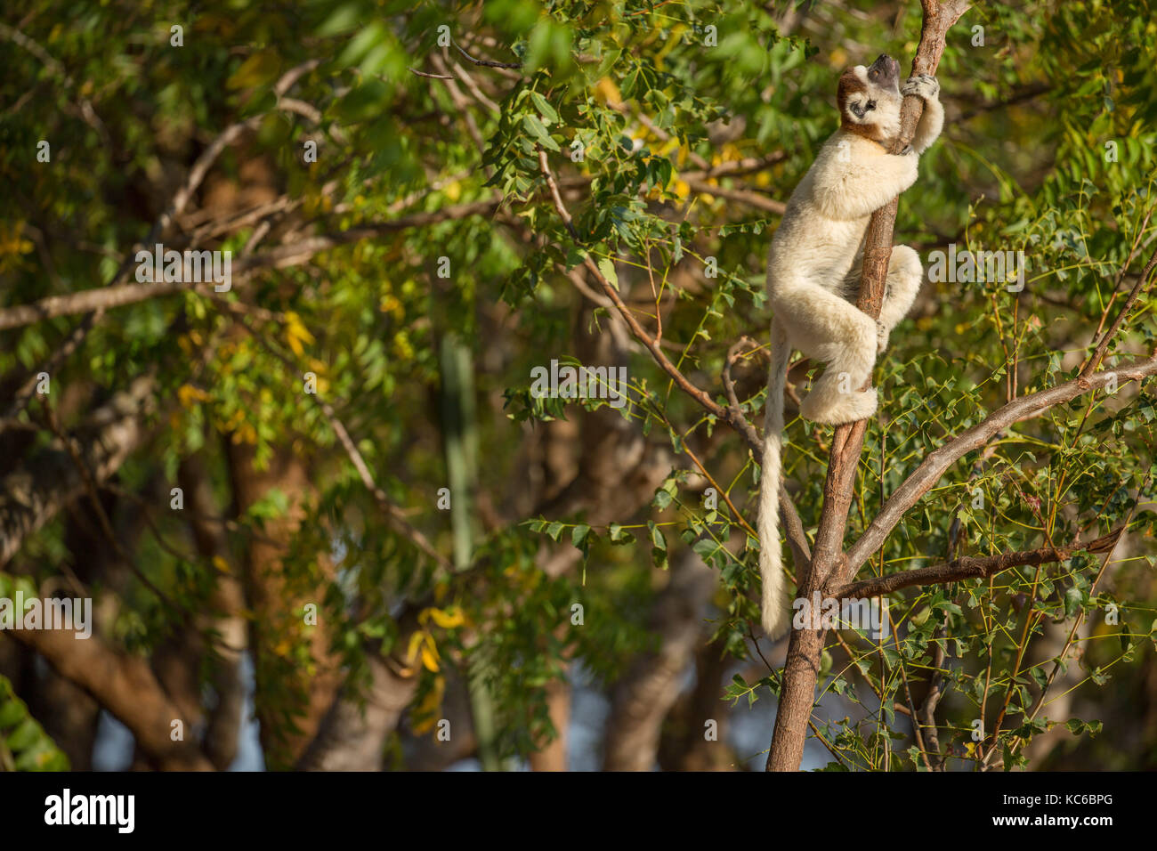 Africa, Madgascar, Berenty Reserve, Verreaux's sifaka climbing tree, looking up. Stock Photo