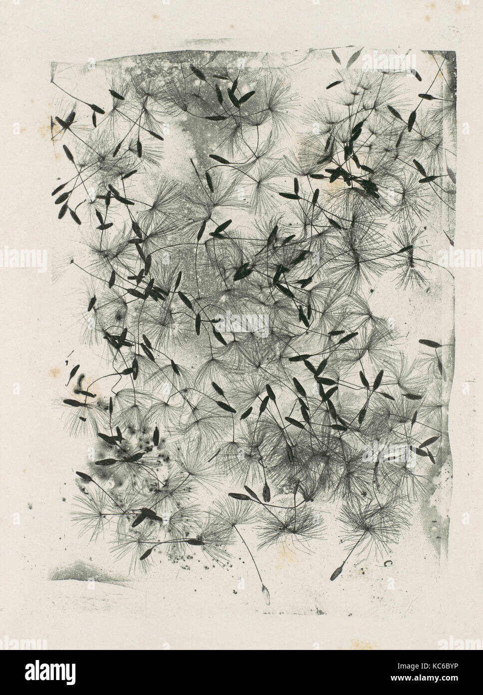 Dandelion Seeds, William Henry Fox Talbot, 1858 or later Stock Photo