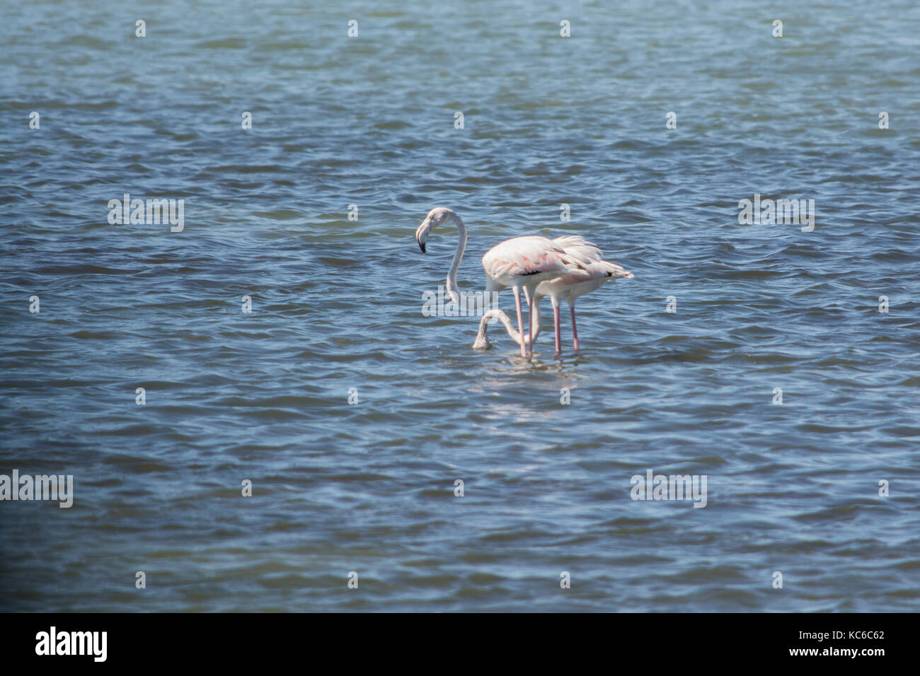 Flamingos at the sea lagoon of Amvrakikos Stock Photo