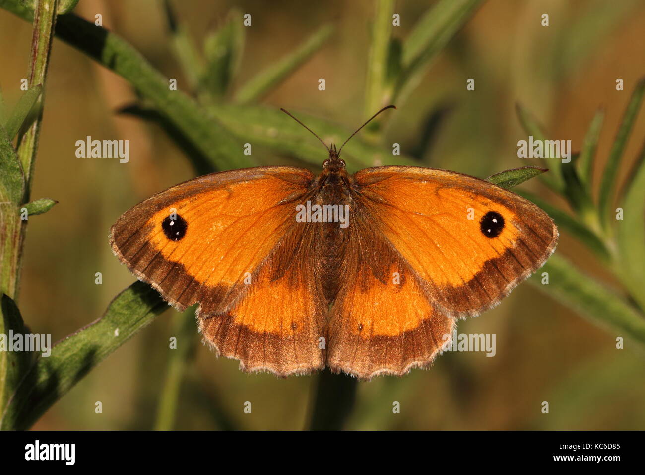 Female Gatekeeper butterfly Stock Photo