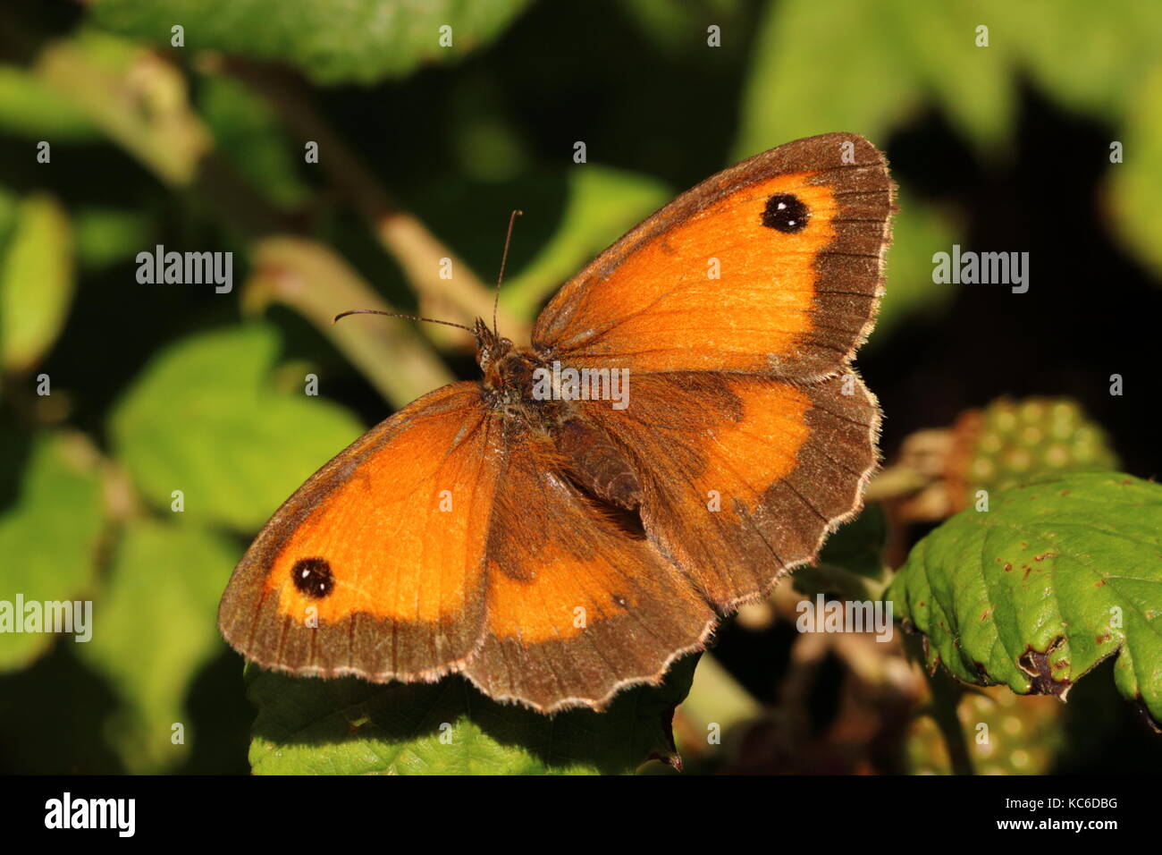 Female Gatekeeper butterfly Stock Photo