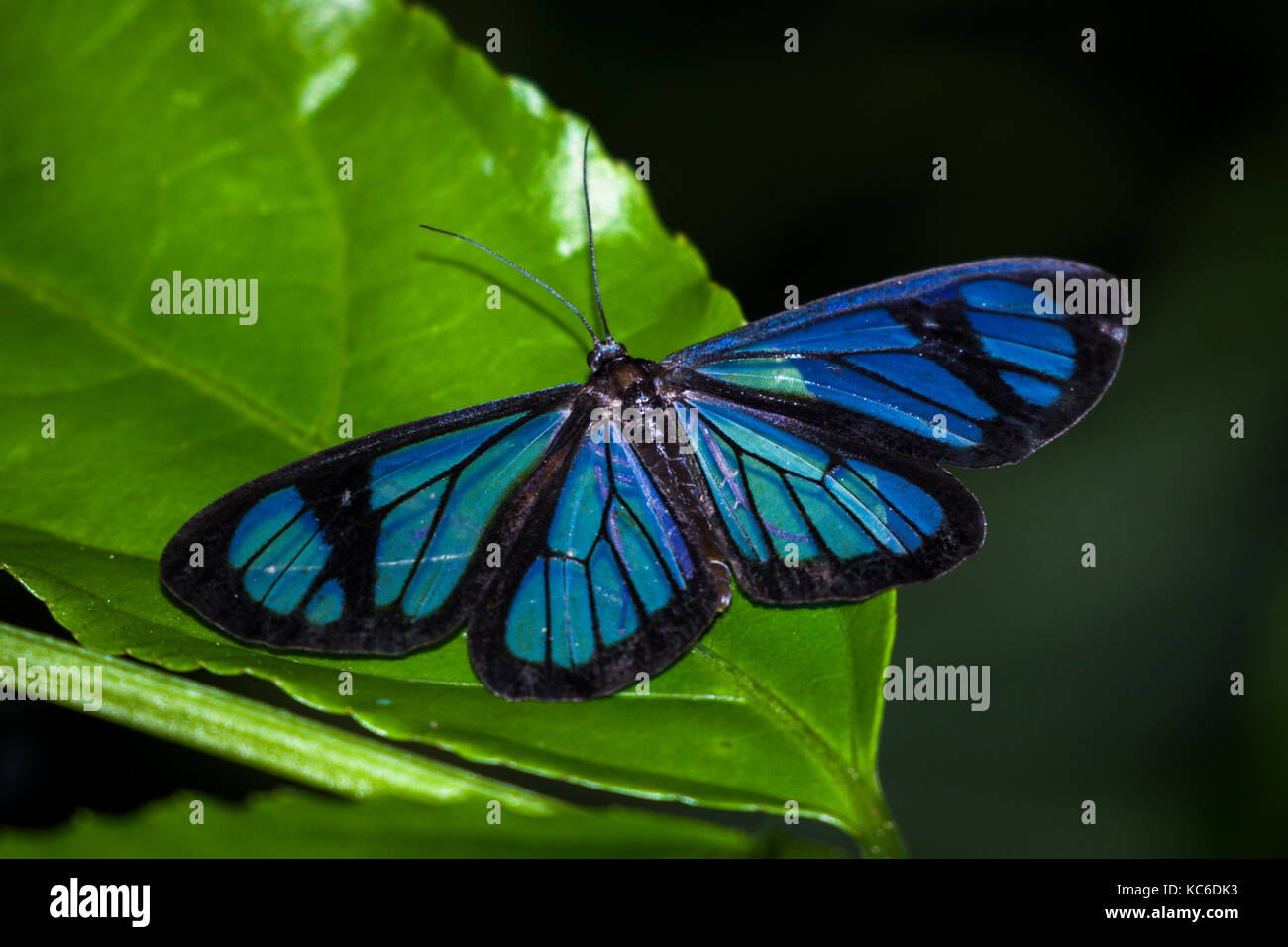 Clear blue wing butterfly close up macro Stock Photo