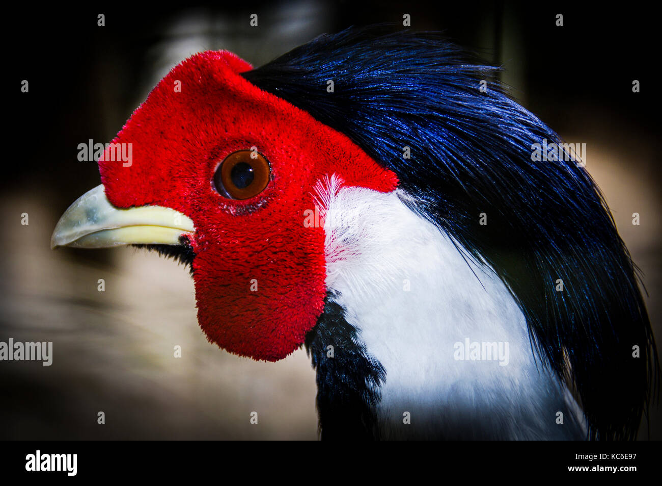 Silver Pheasant Portrait, close up head shot Stock Photo - Alamy