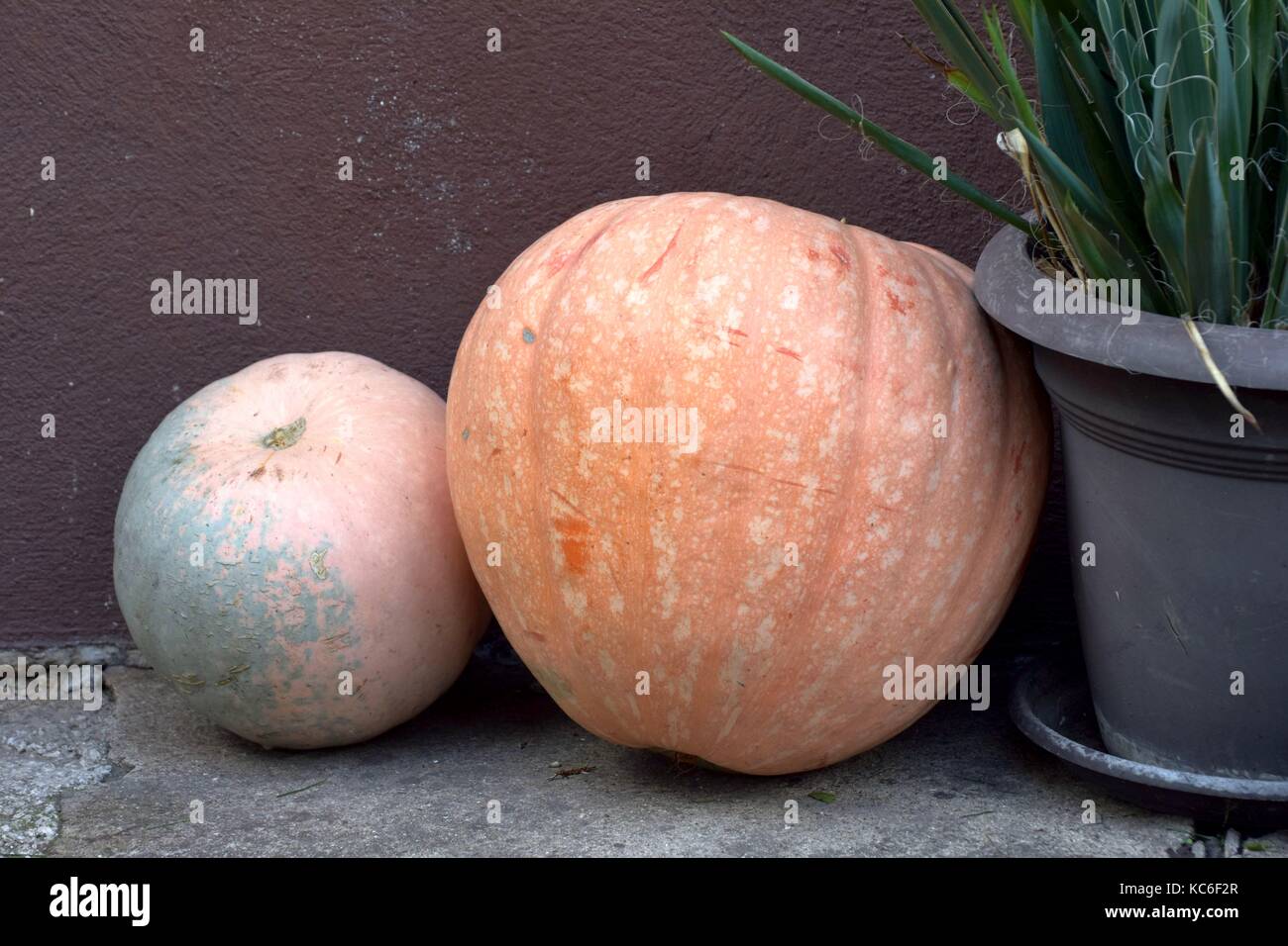 Large round orange colored pumpkin Stock Photo