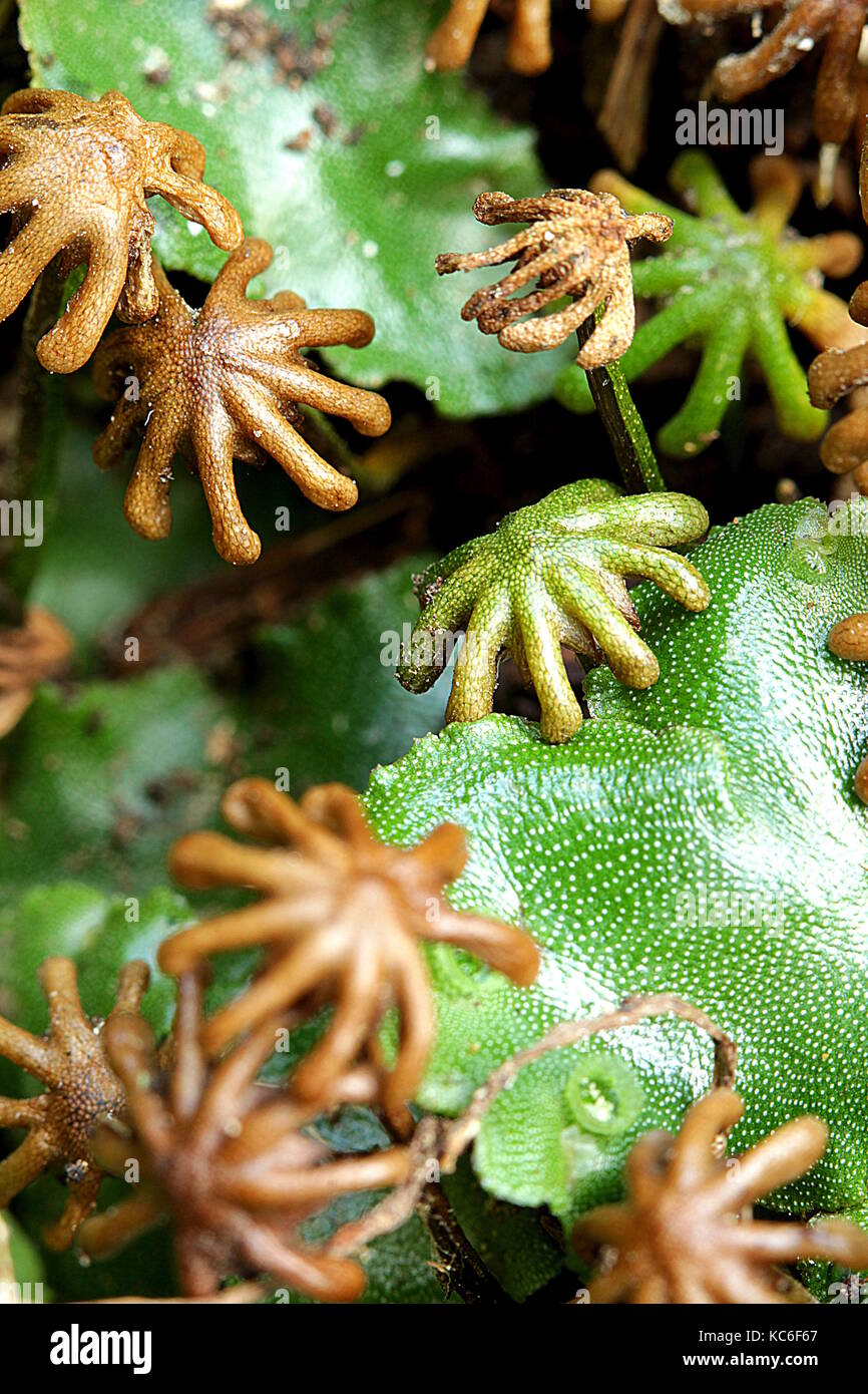 Liverworts hires stock photography and images Alamy