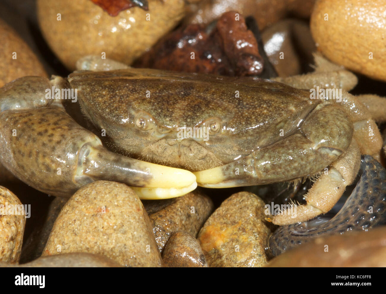 yellow clawed crab Stock Photo - Alamy