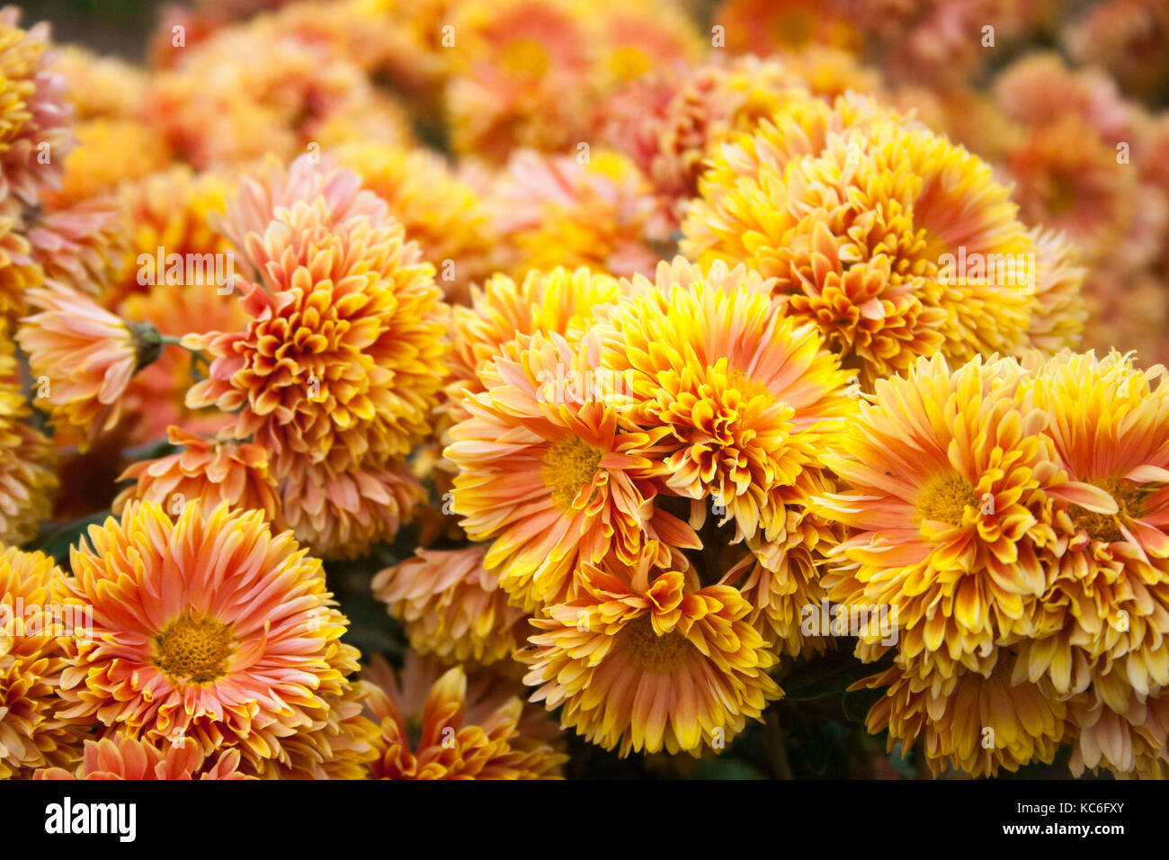 Beautiful Chrysanthemum As Background Picture Chrysanthemum Wallpaper Chrysanthemums In Autumn Beautiful Chrysanthemum As Background Picture Chrysanthemum Wallpaper Chrysanthemums In Autumn