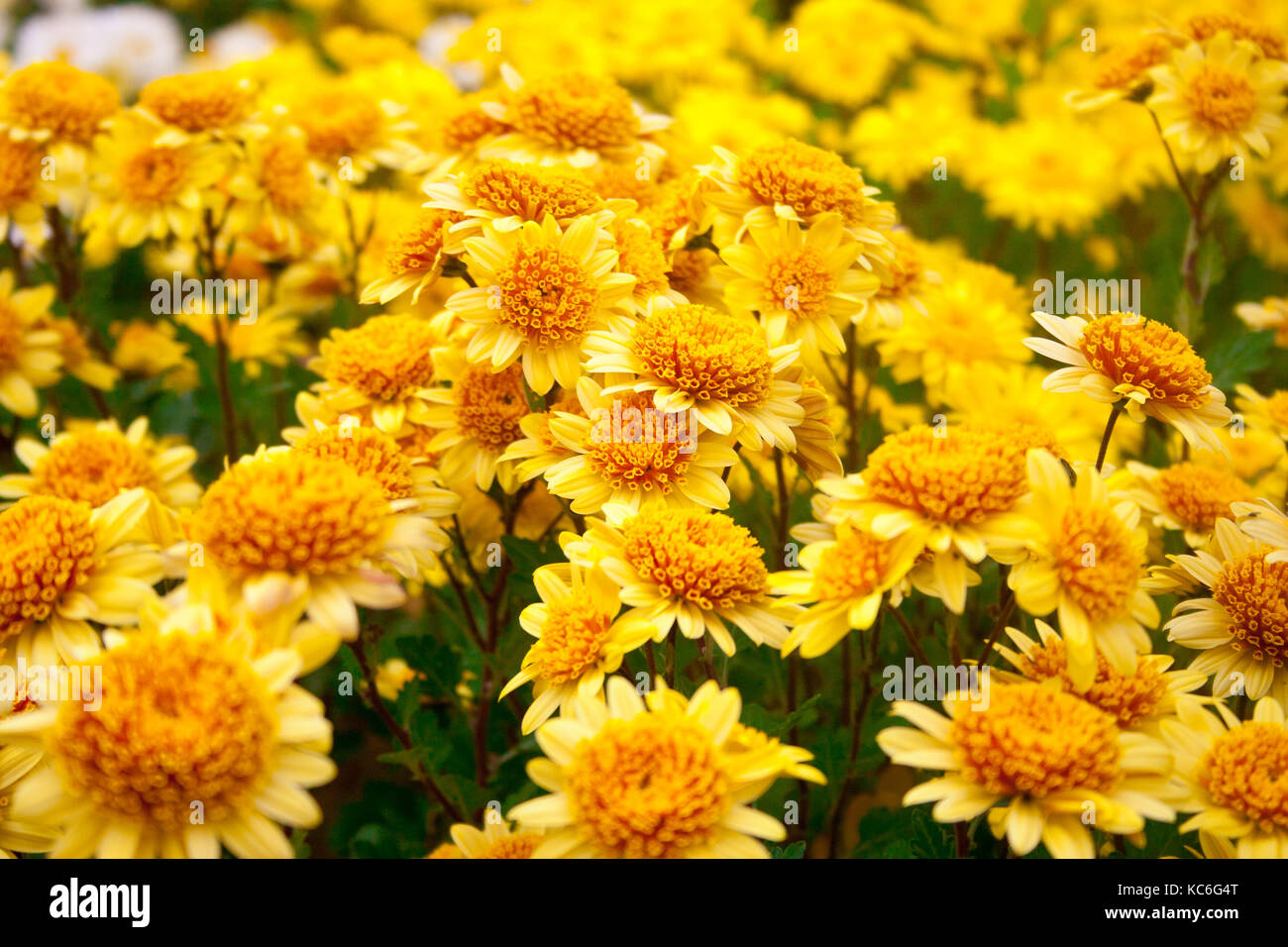 Beautiful Chrysanthemum As Background Picture Chrysanthemum Wallpaper Chrysanthemums In Autumn Beautiful Chrysanthemum As Background Picture Chrysanthemum Wallpaper Chrysanthemums In Autumn