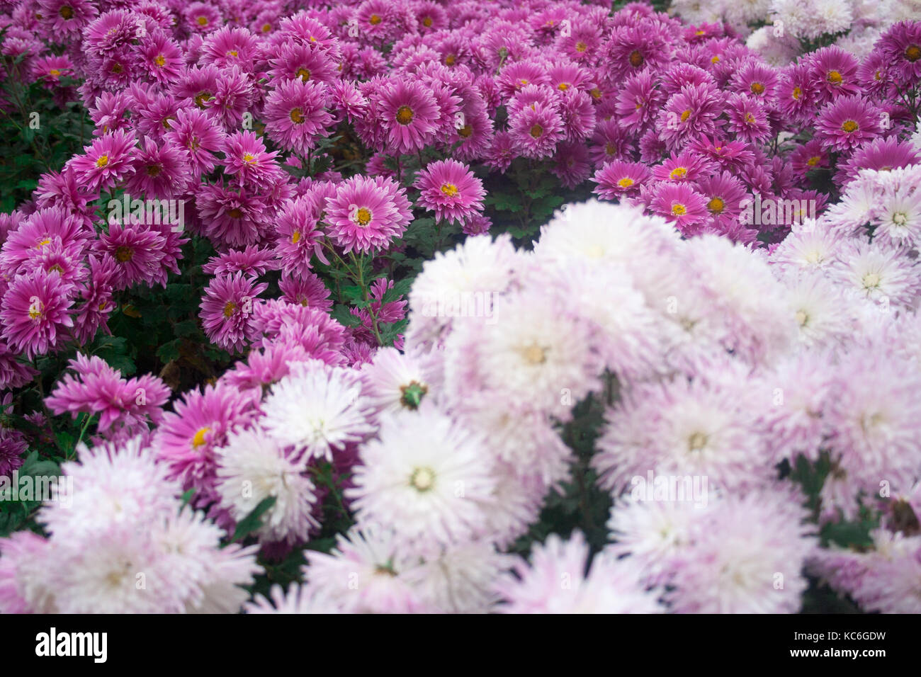 Beautiful Chrysanthemum As Background Picture. Chrysanthemum Wallpaper ...