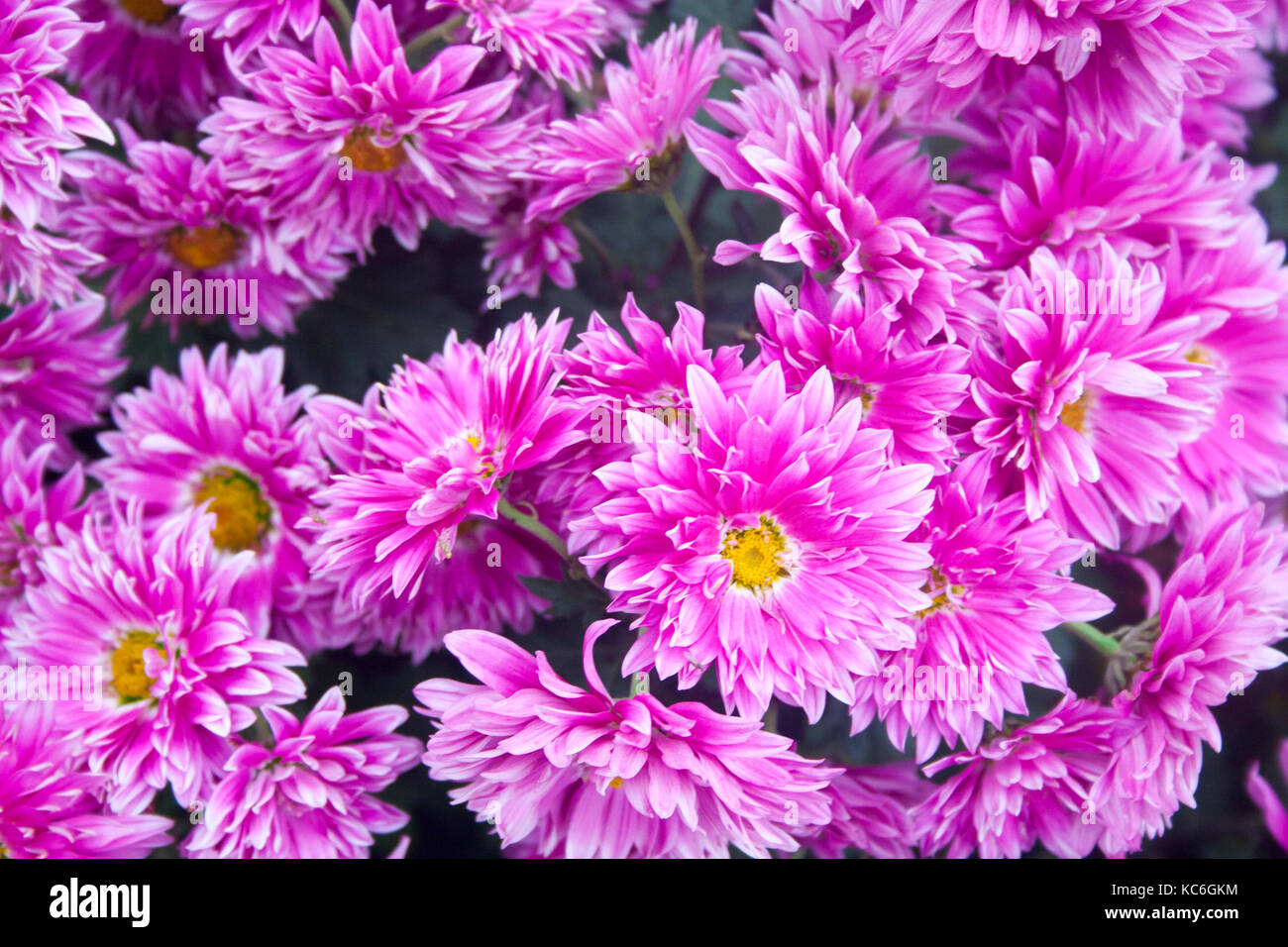 Beautiful Chrysanthemum As Background Picture. Chrysanthemum Wallpaper ...