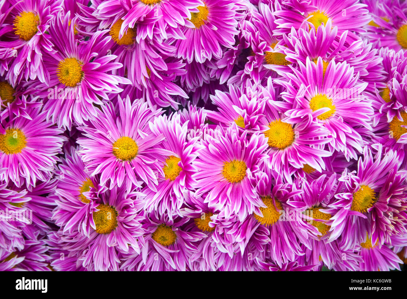 Beautiful pink chrysanthemum as background picture. Chrysanthemum