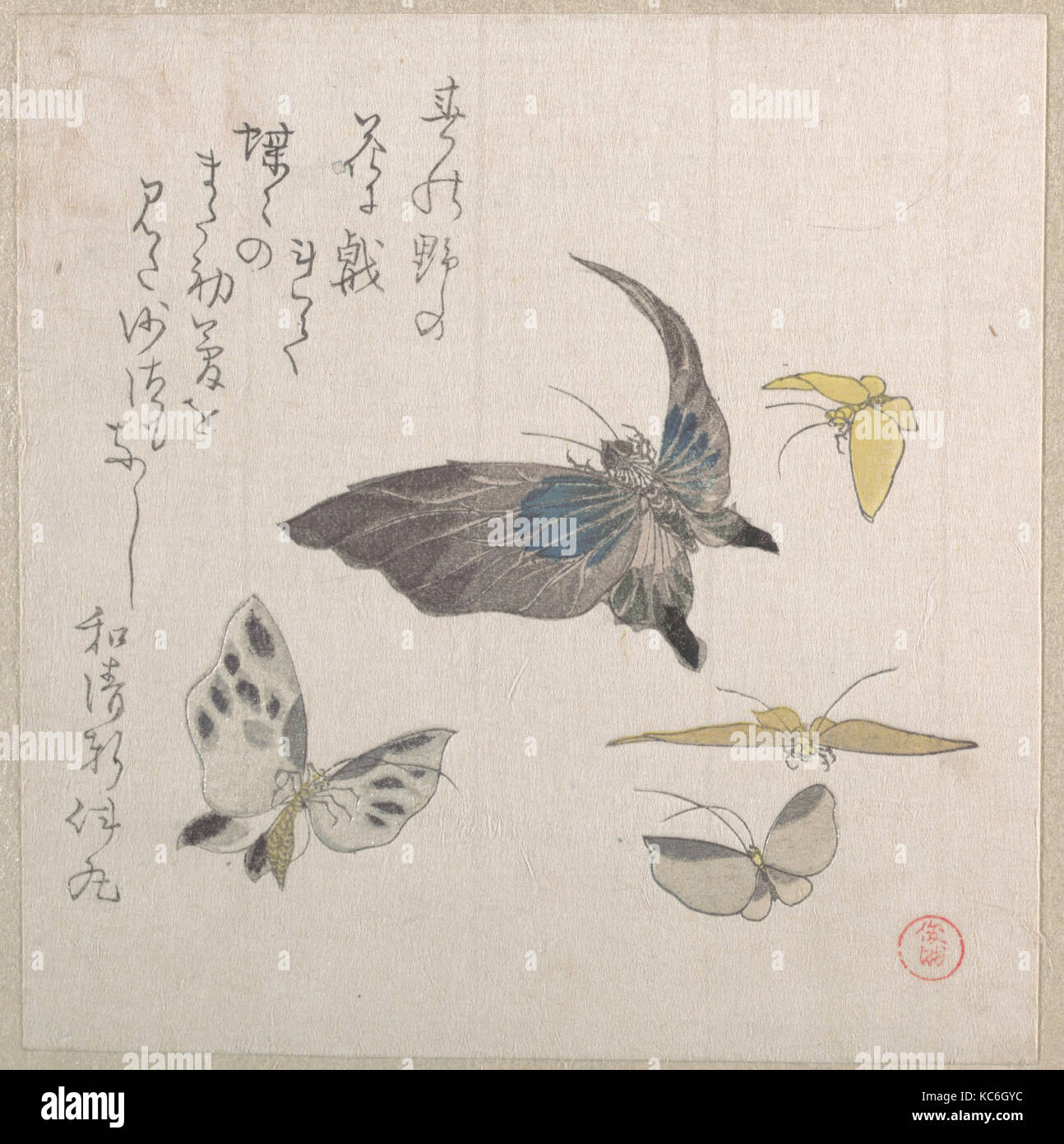 始祖蝶　Ancester’s Butterfly 【肉筆絵画】 Butterflies of japan hi-res stock photography and images - Alamy