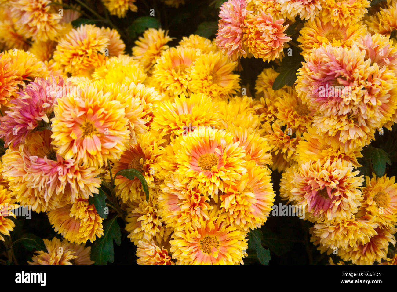 Beautiful chrysanthemum as background picture. Chrysanthemum wallpaper