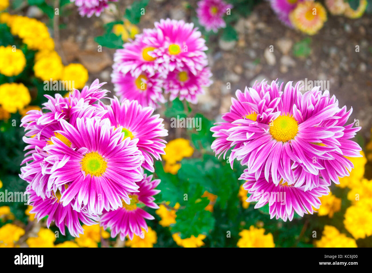 Beautiful chrysanthemum as background picture. Chrysanthemum wallpaper