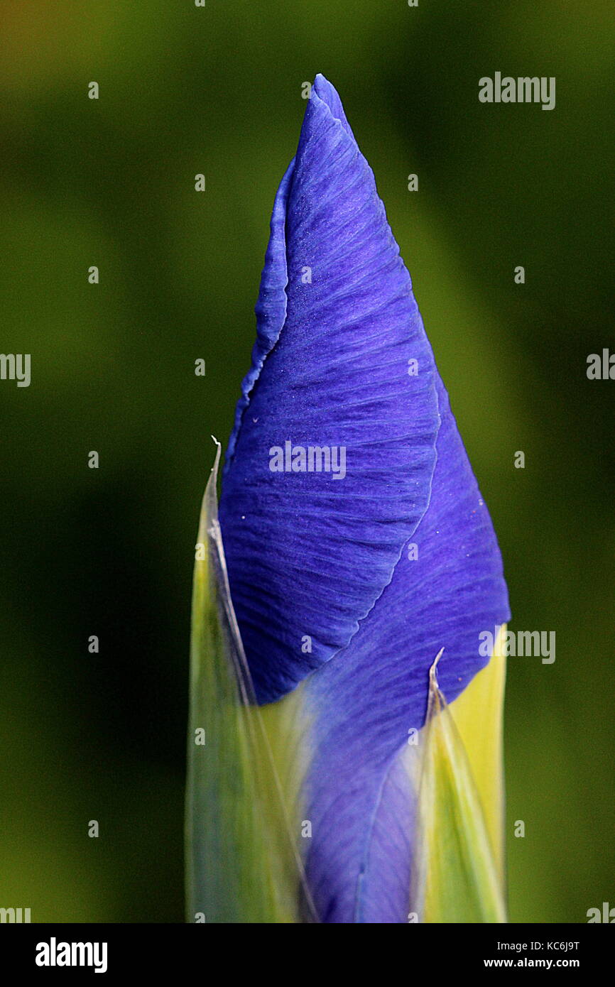 New Zealand plants, iris bud Stock Photo - Alamy