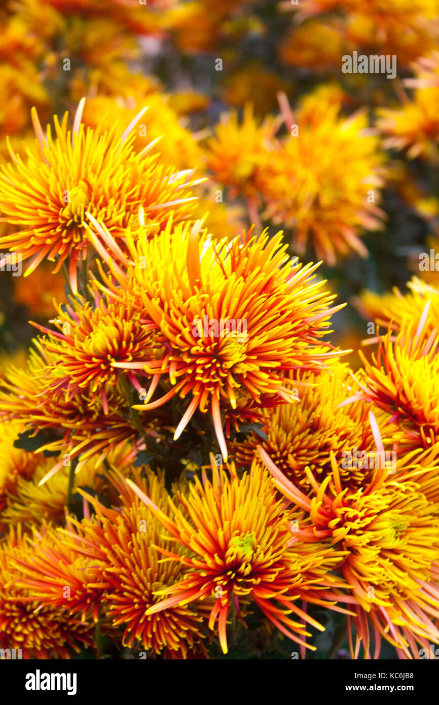Beautiful chrysanthemum as background picture. Chrysanthemum wallpaper