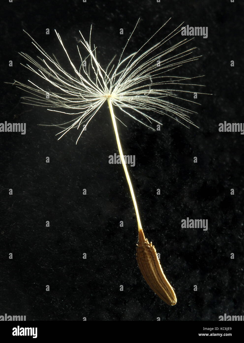Dandelion, single seed Stock Photo