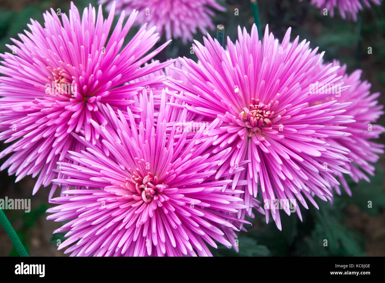 Beautiful chrysanthemum as background picture. Chrysanthemum wallpaper