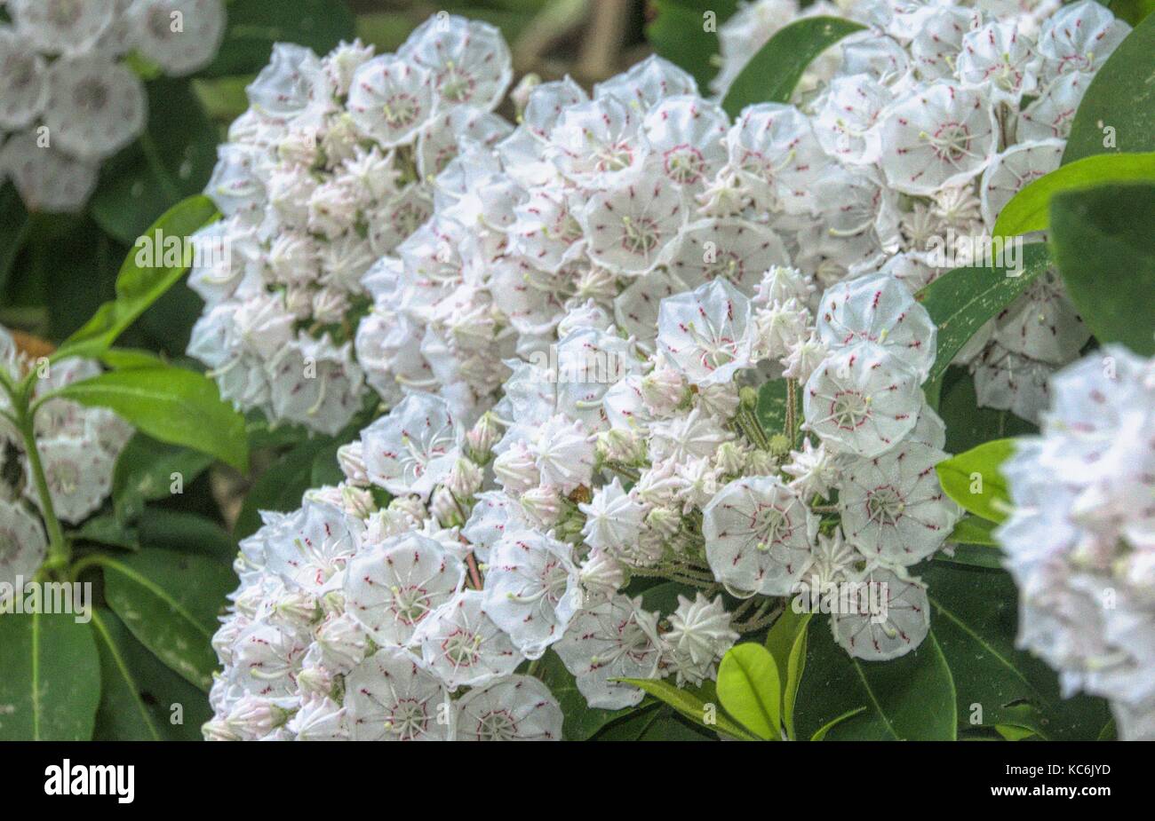 Mountain laurel hires stock photography and images Alamy