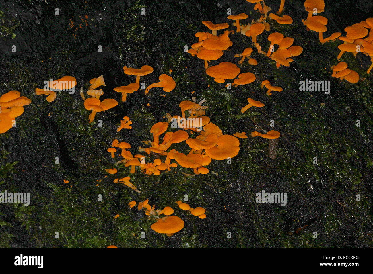 New Zealand fungi Stock Photo