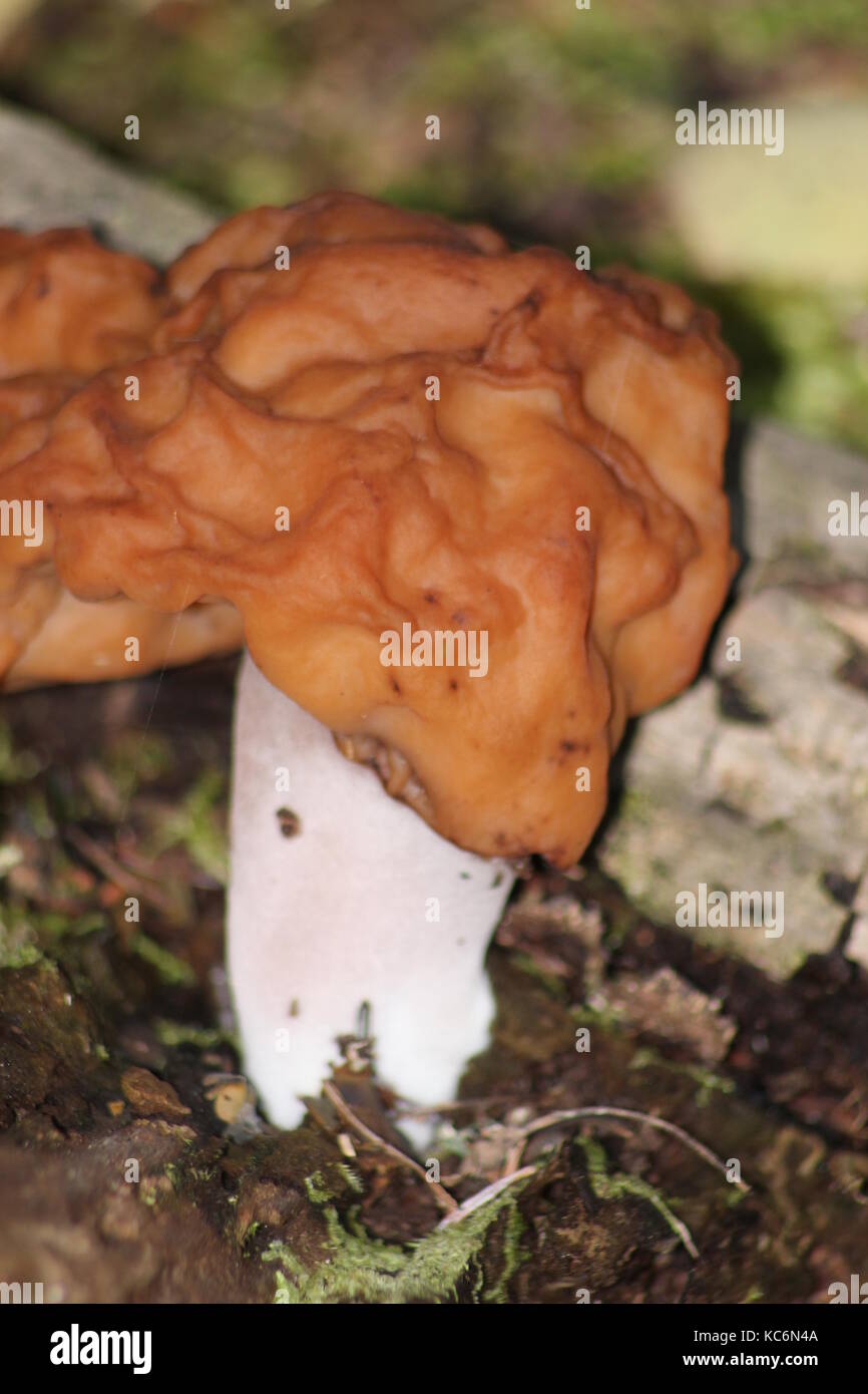 New Zealand fungi Stock Photo