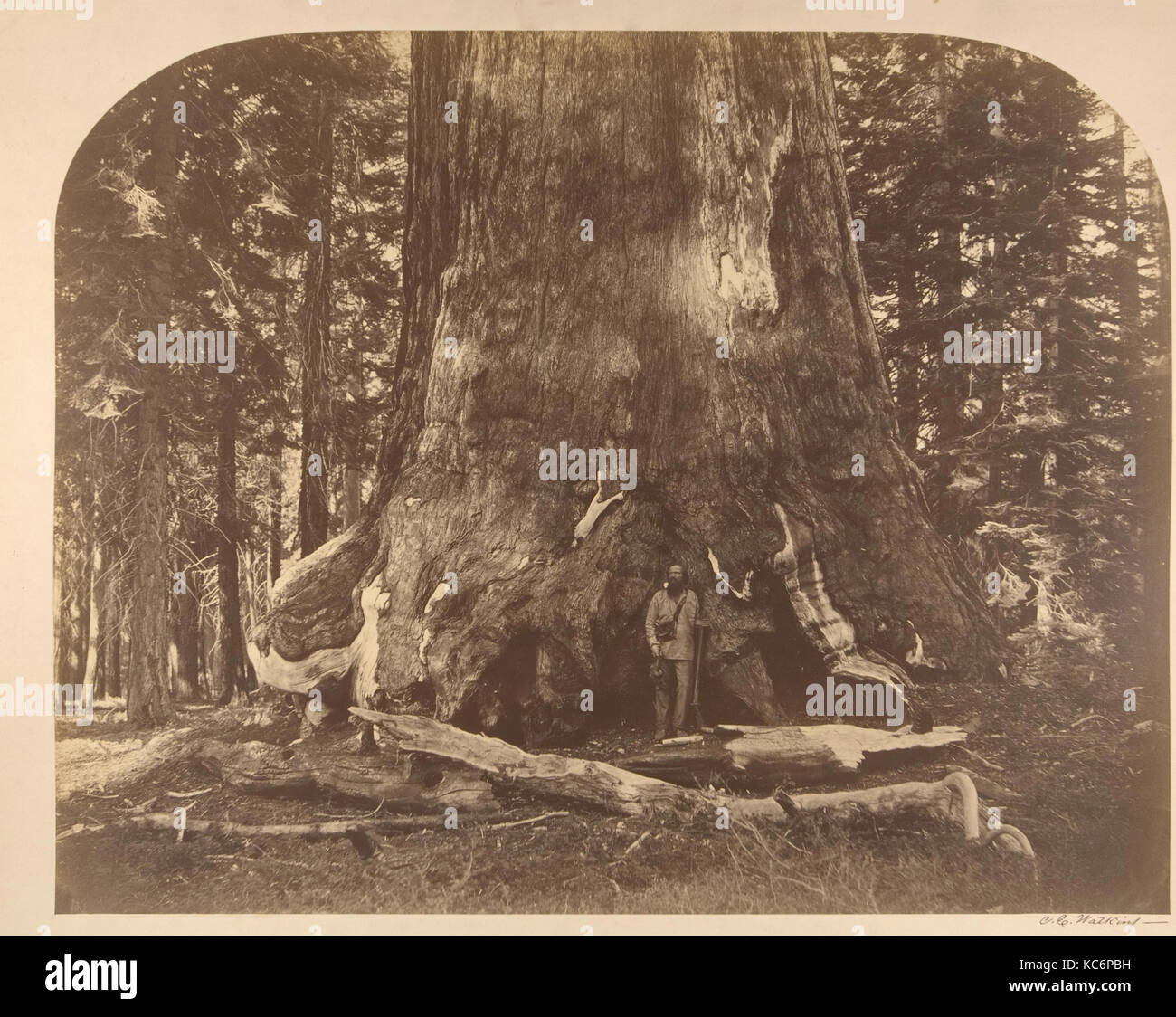Section of Grisly Giant, Mariposa Grove, Carleton E. Watkins, 1861 Stock Photo