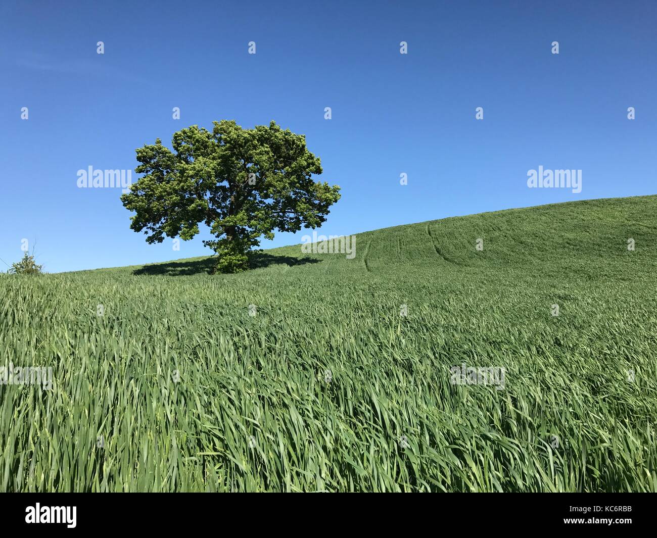 Large tree on a green field under blue sky Stock Photo - Alamy