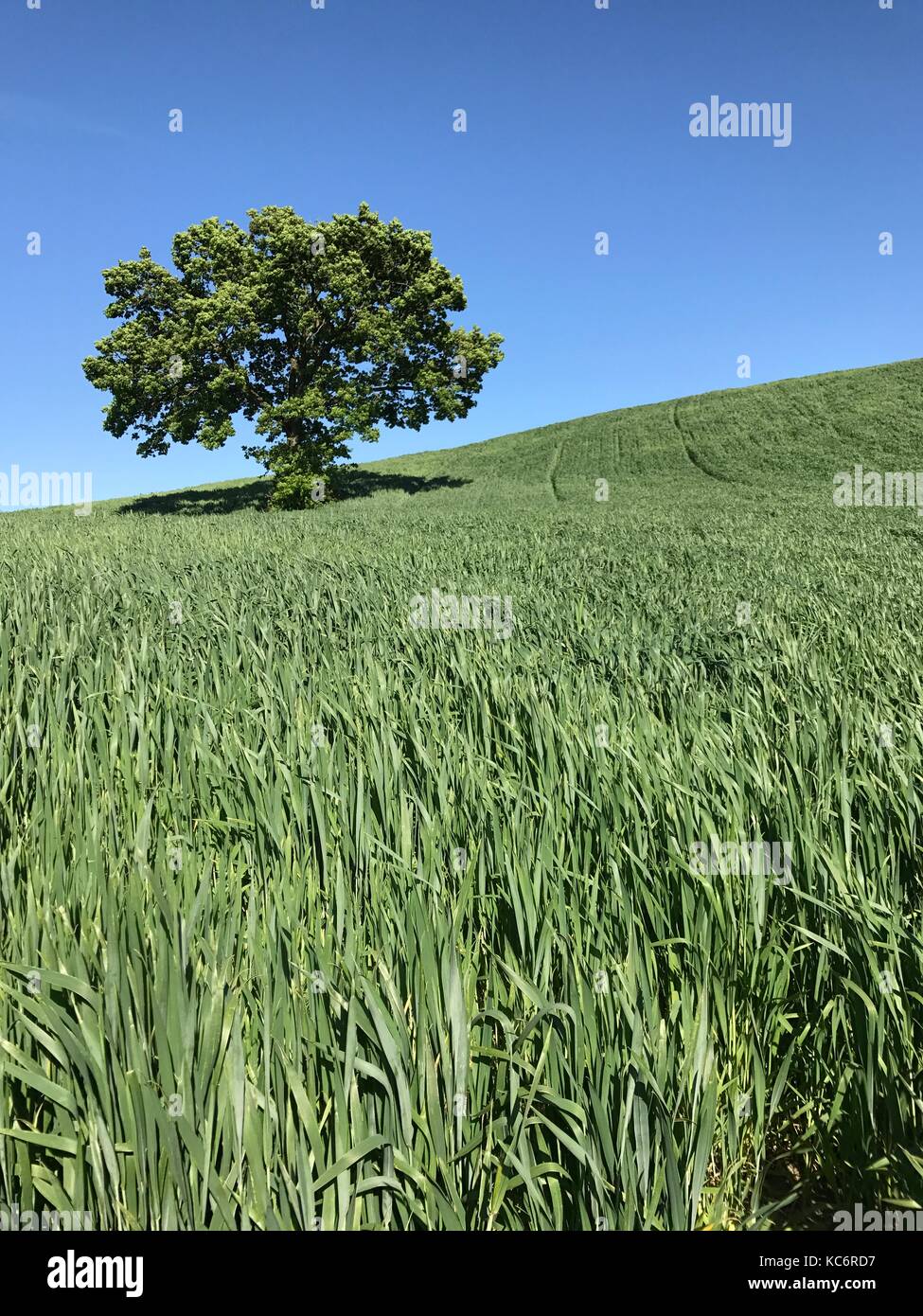 Large tree on a green field under blue sky Stock Photo - Alamy