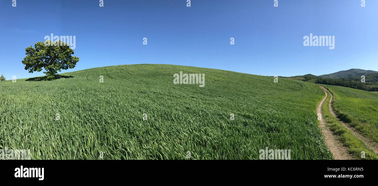 Large tree on a green field under blue sky Stock Photo - Alamy