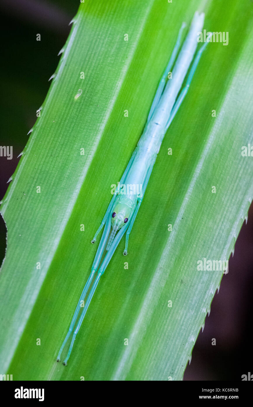 Peppermint Stick Insect (Megacrania batesii). Juvenile on Pandanus